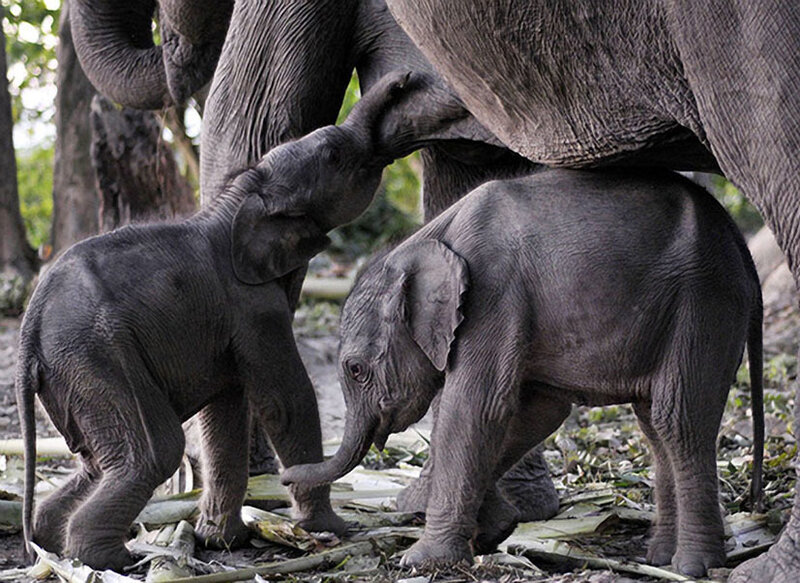 Two Baby Elephants — Gray