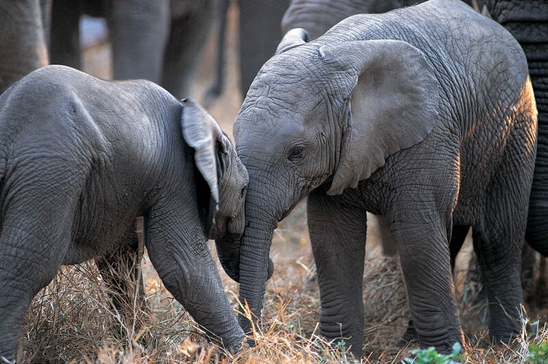 Two baby elephants interacting