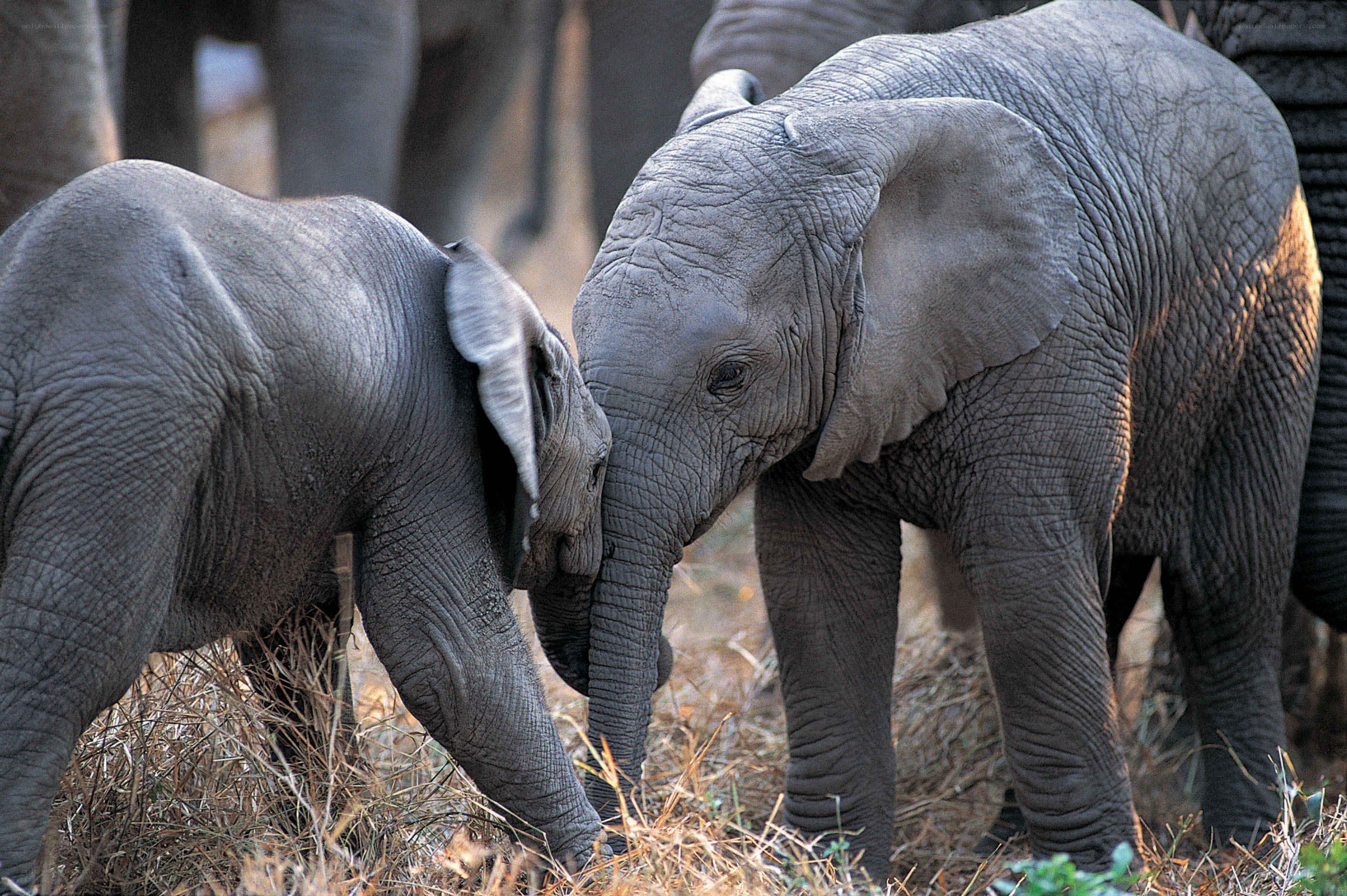 Two baby elephants interacting