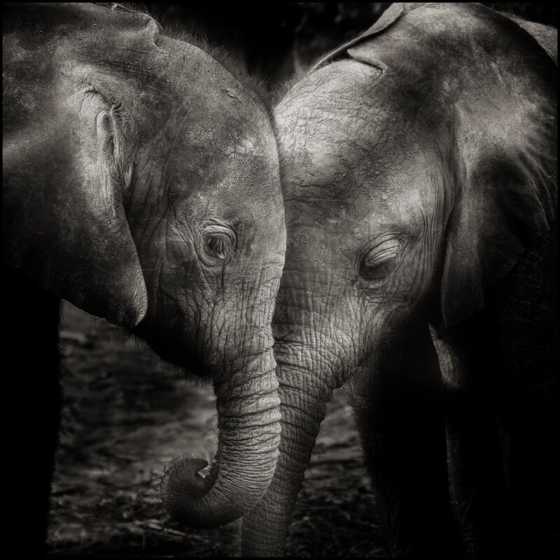 Two baby elephants nuzzling