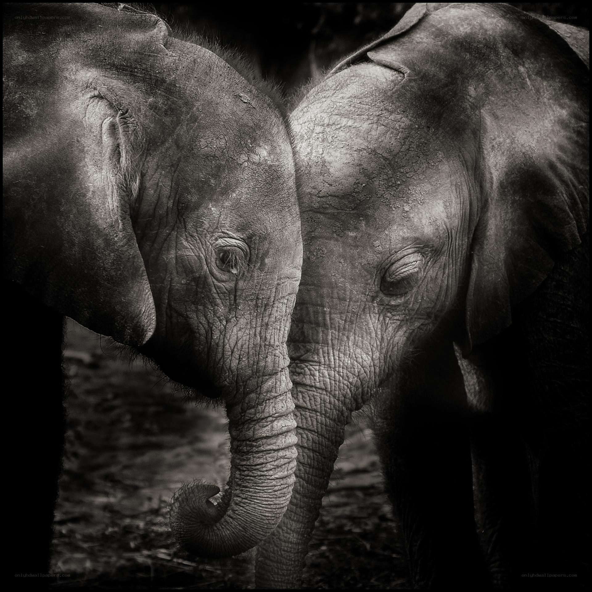 Two baby elephants nuzzling
