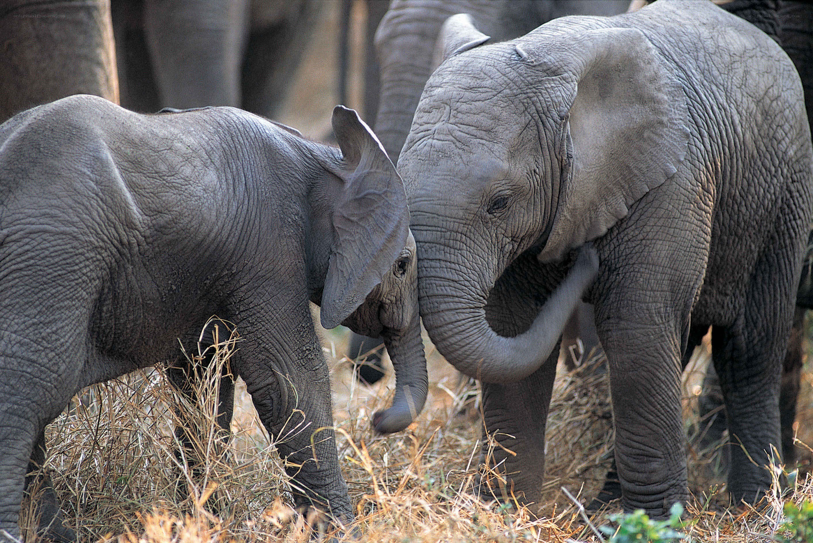 Two baby elephants playing