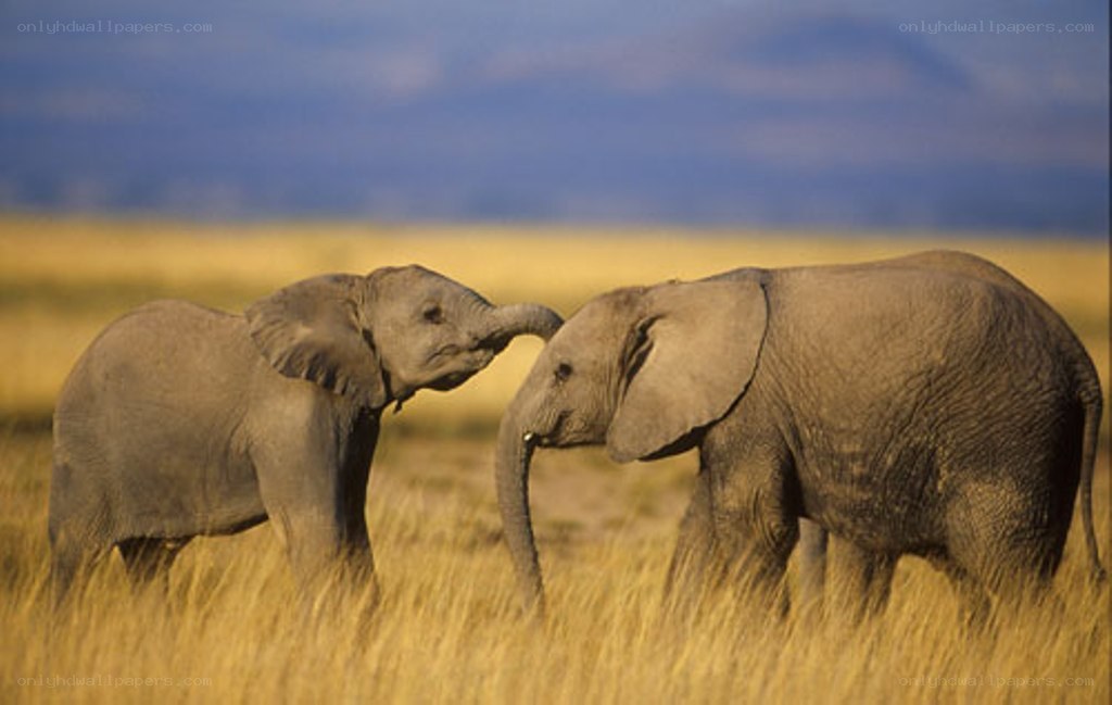 Two baby elephants playing