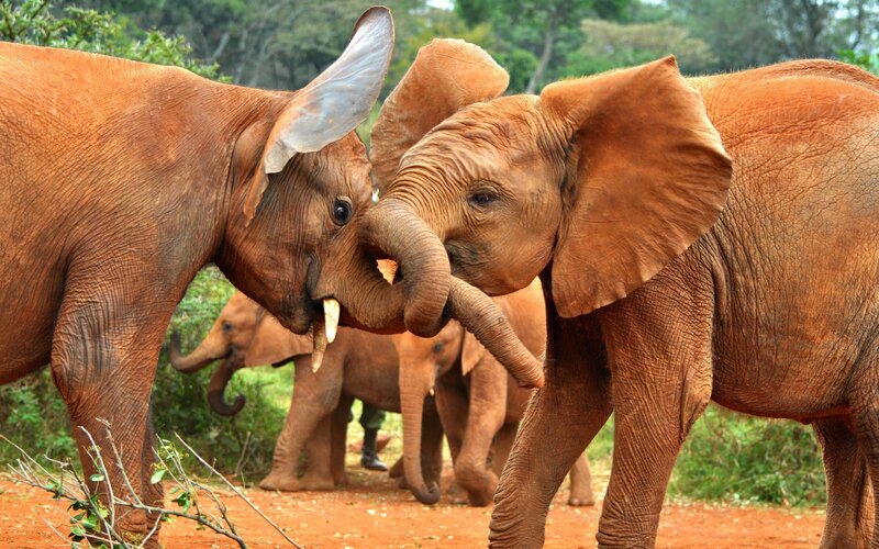 Two Baby Elephants Playing — Brown