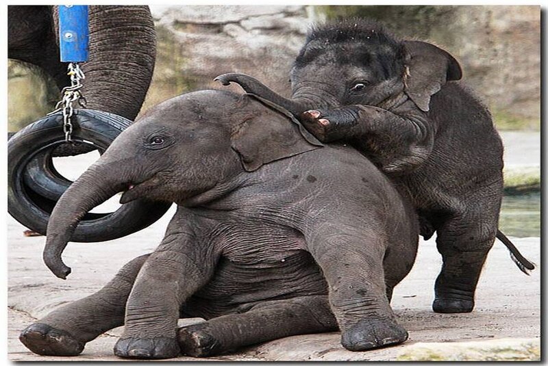 Two Baby Elephants Playing — Gray