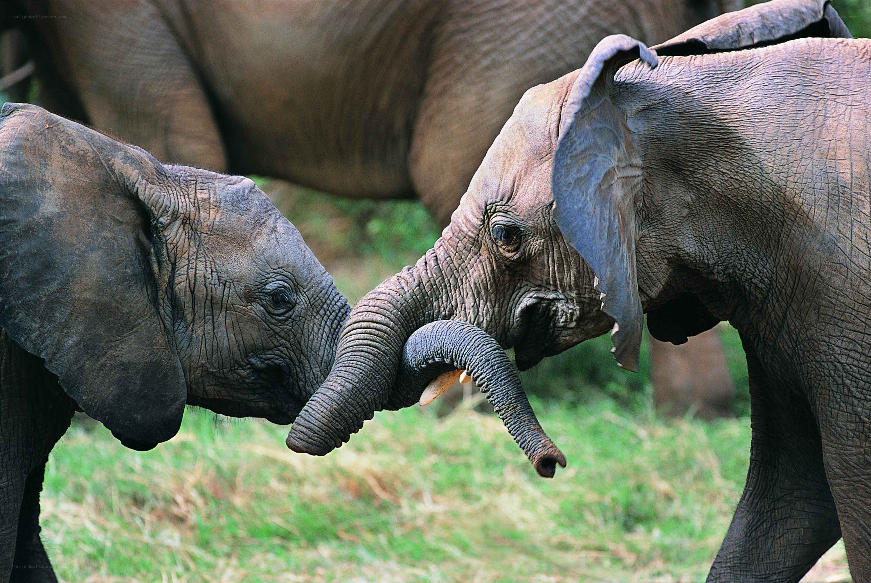 Two baby elephants playing