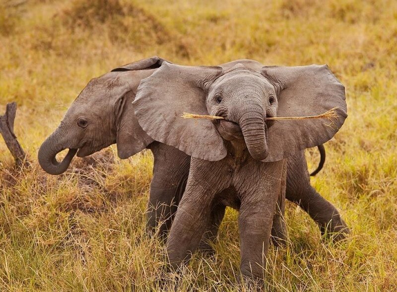 Two Baby Elephants