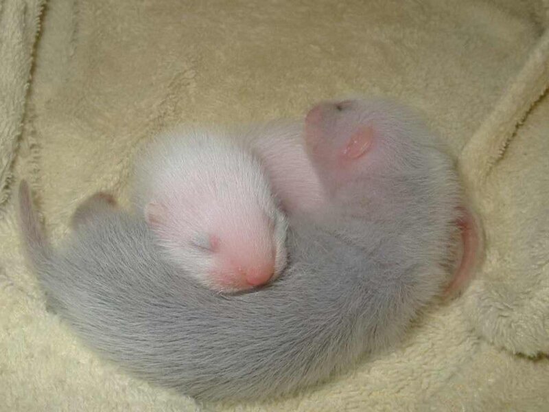 two baby ferrets sleeping