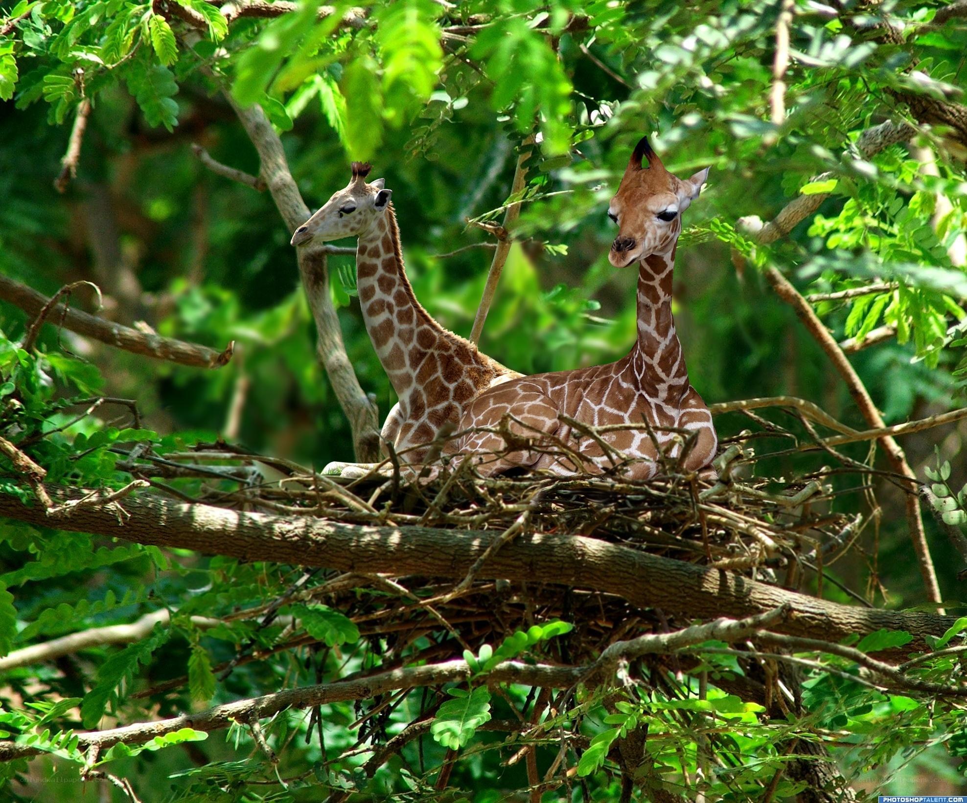 Two baby giraffes in a tree