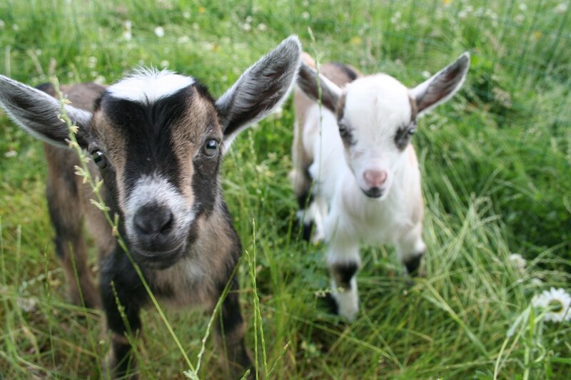 Two Baby Goats in Grass