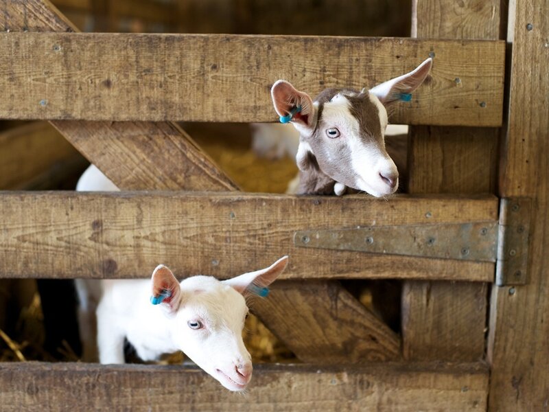 Two Baby Goats in Stall