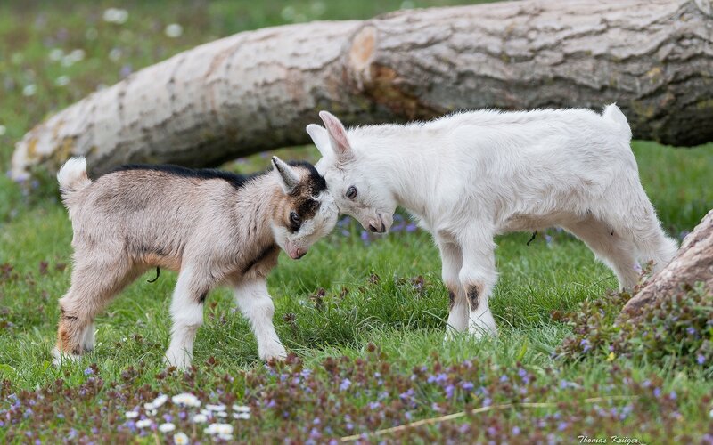 Two Baby Goats Playing
