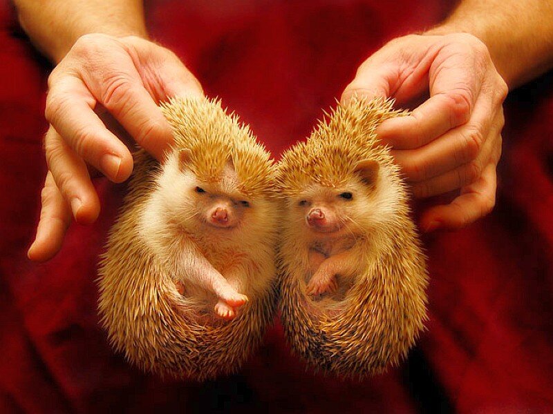 two baby hedgehogs held gently