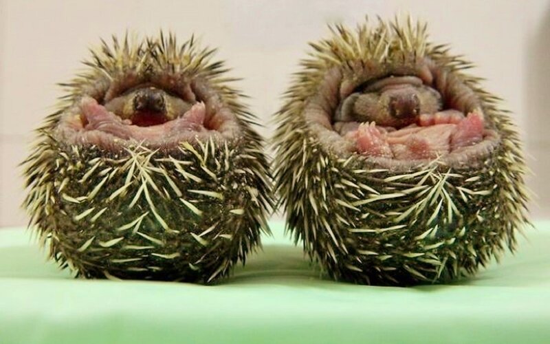 Two Baby Hedgehogs