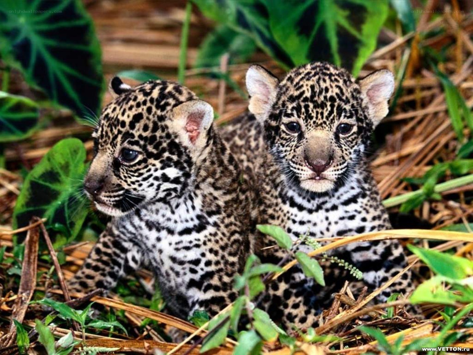 Two baby jaguar cubs
