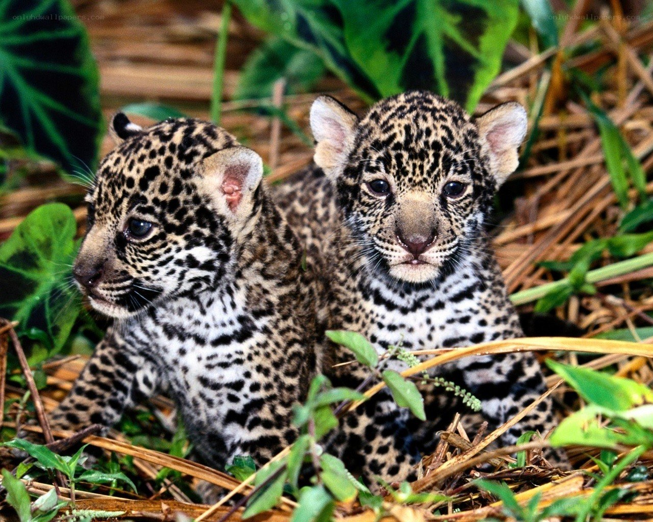 Two baby jaguar cubs