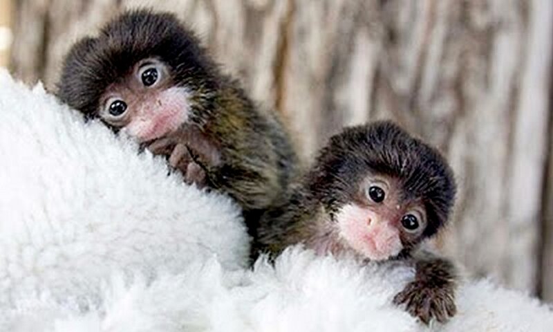 Two Baby Marmoset Monkeys