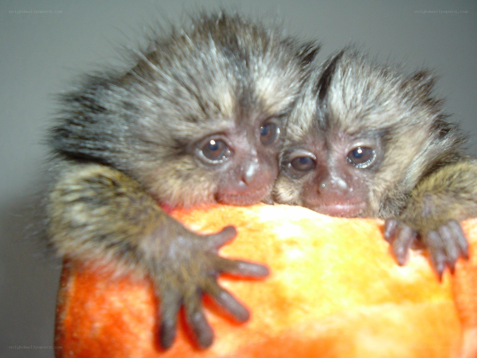 two baby marmosets on fruit