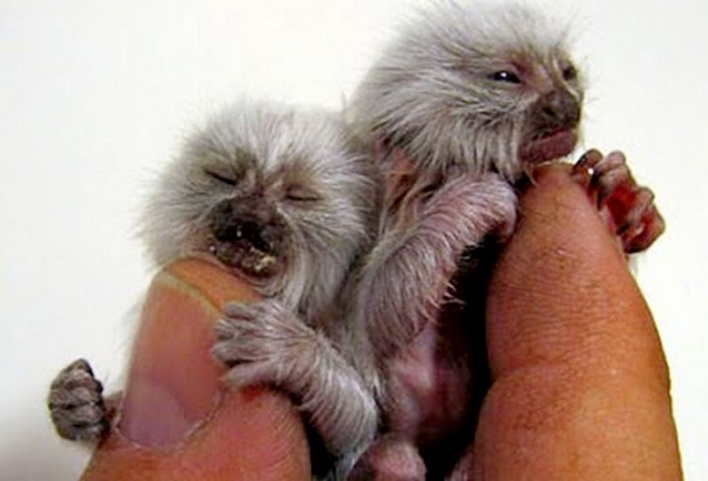 Two Baby Marmosets
