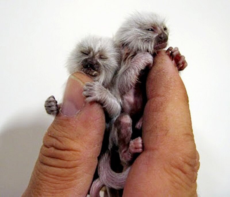 Two Baby Marmosets — White