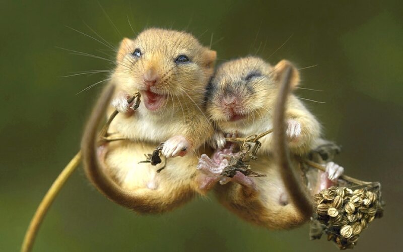 Two Baby Mice