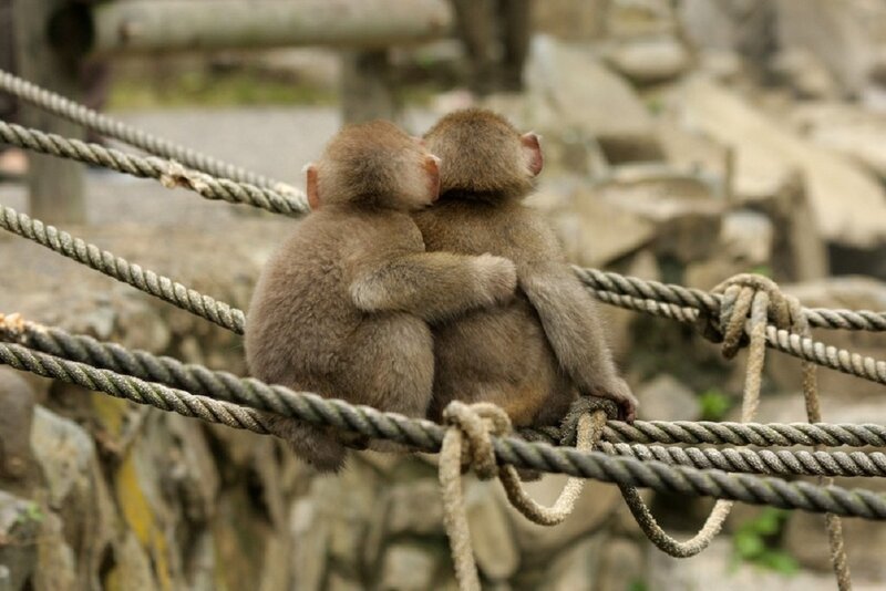 Two Baby Monkeys — Brown, Calm, Photograph