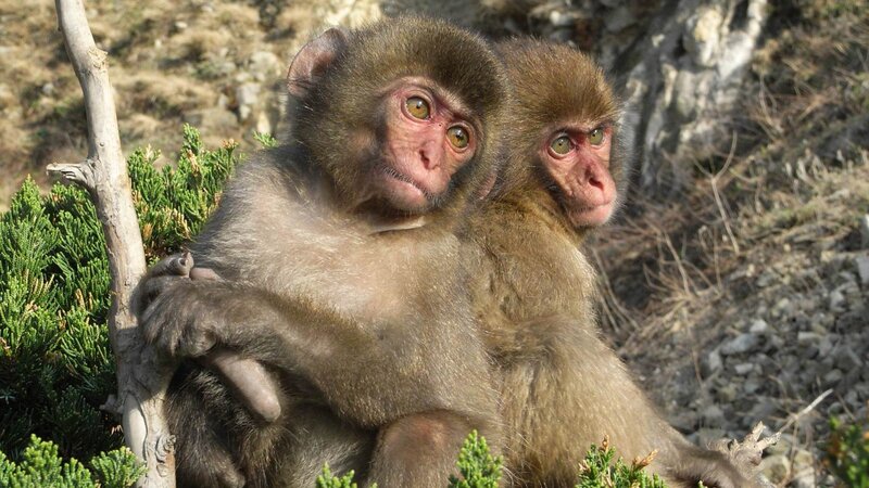 Two Baby Monkeys — Brown, Calm
