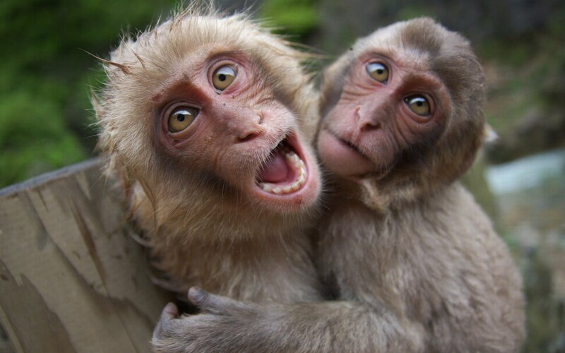 Two Baby Monkeys — Brown, Curious, Photograph