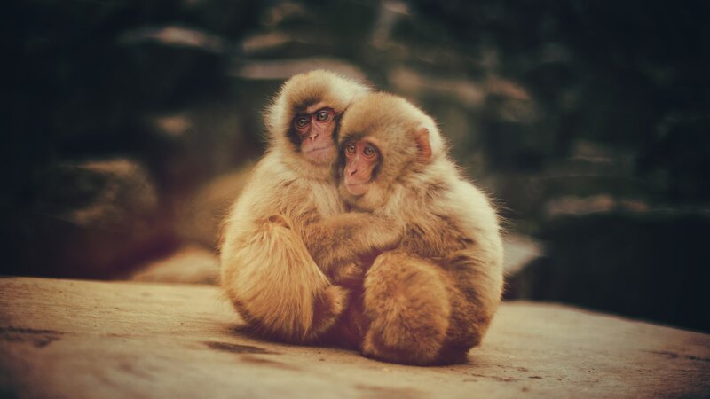Two baby monkeys hugging