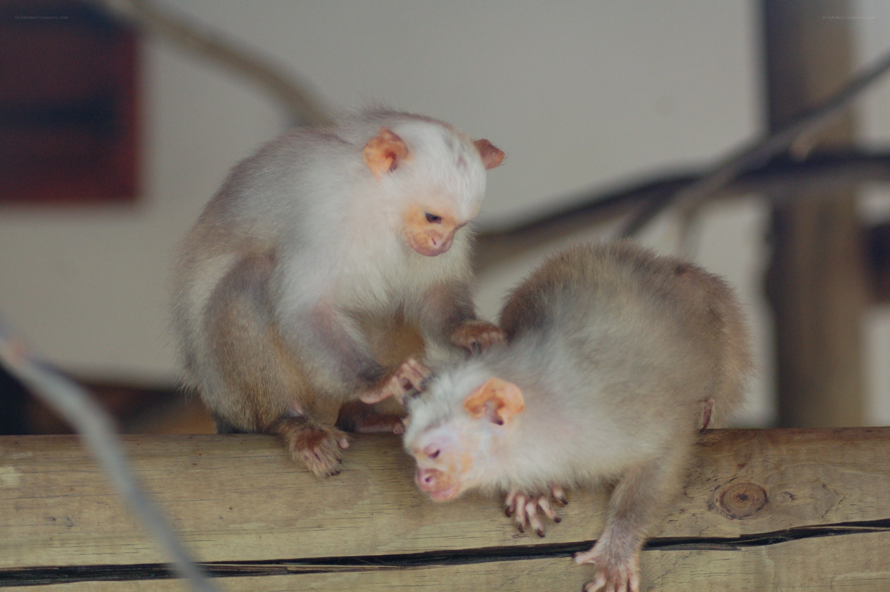 Two baby monkeys on a beam