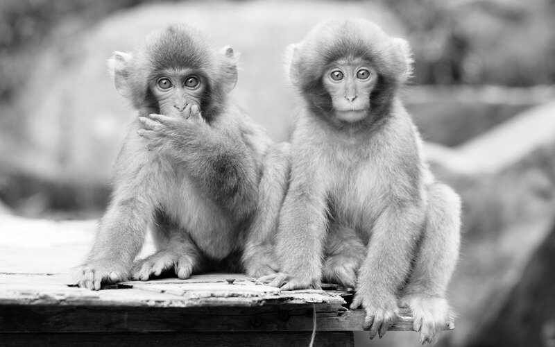Two baby monkeys on a wooden surface