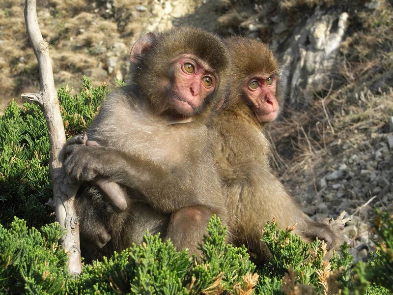 Two Baby Monkeys