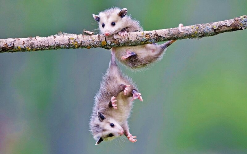 Two Baby Opossums