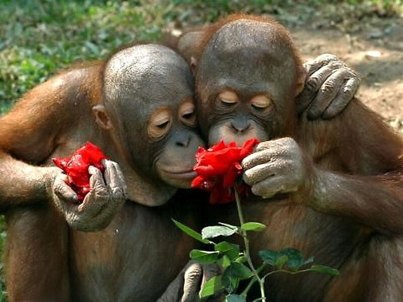 Two Baby Orangutans — Brown
