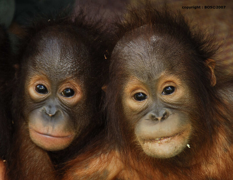 Two Baby Orangutans