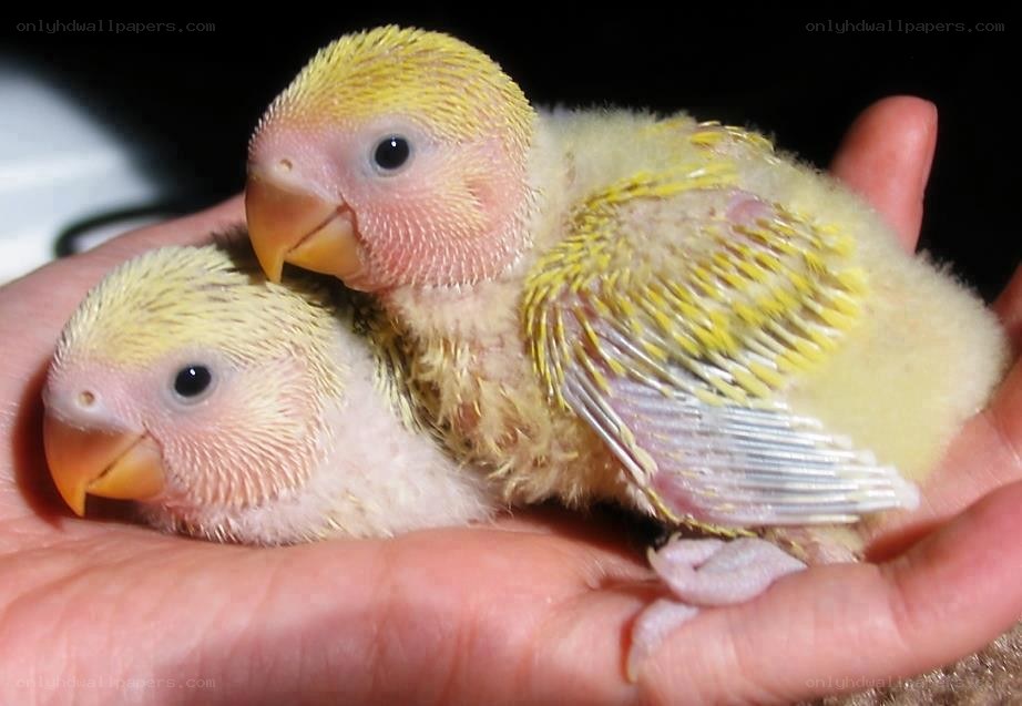 two baby parrots in hand