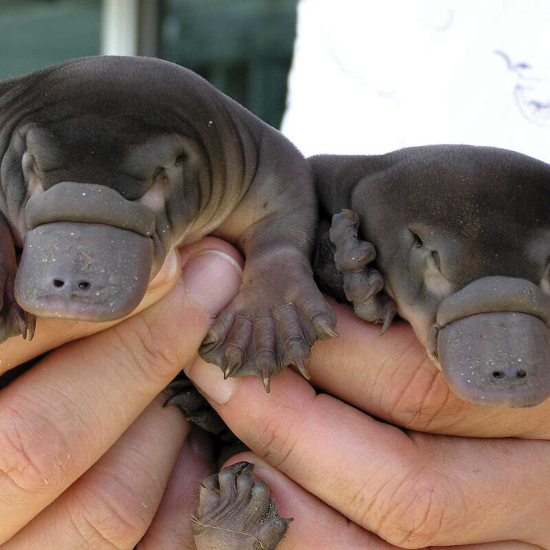 Two baby platypuses being held