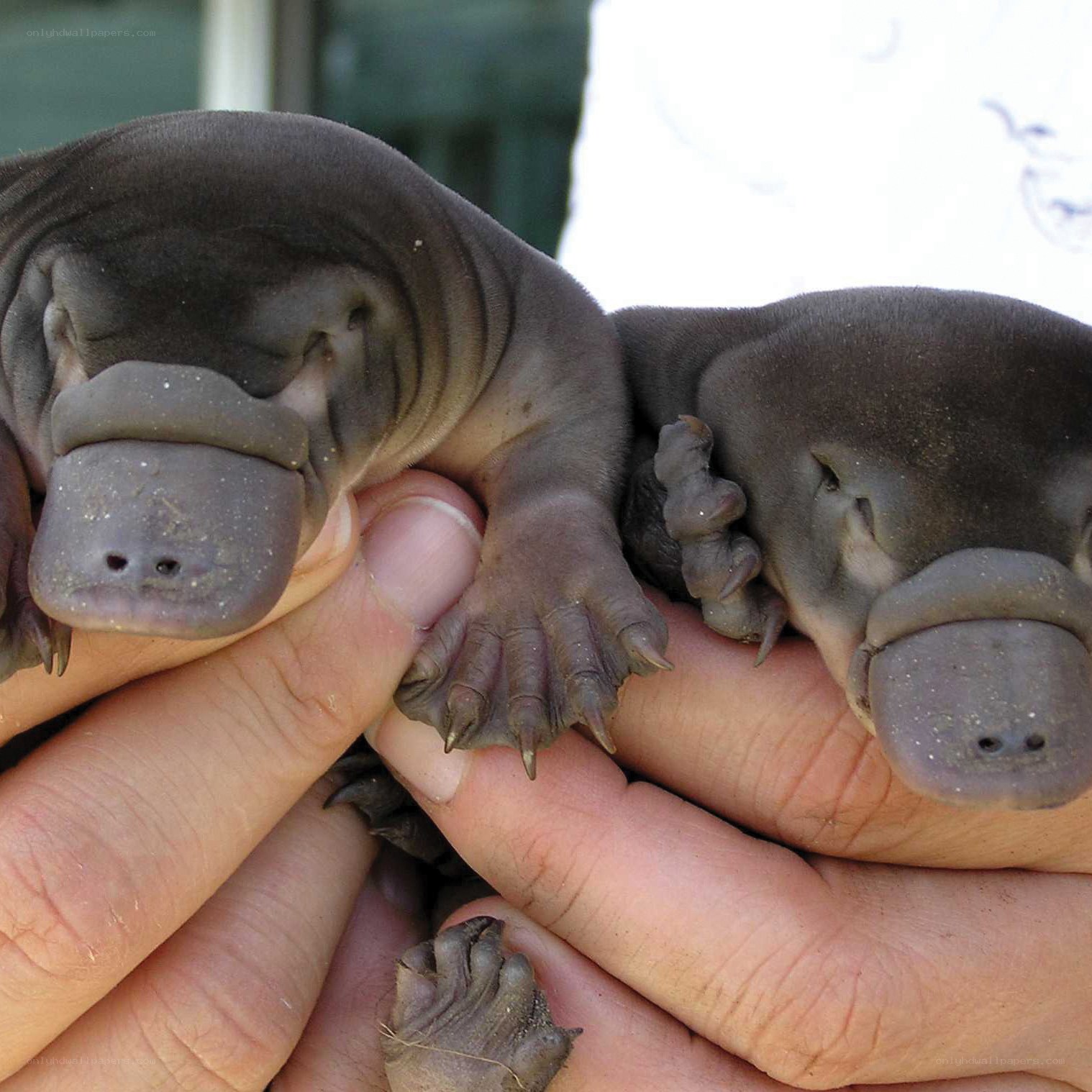 Two baby platypuses being held