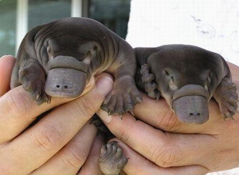 Two Baby Platypuses