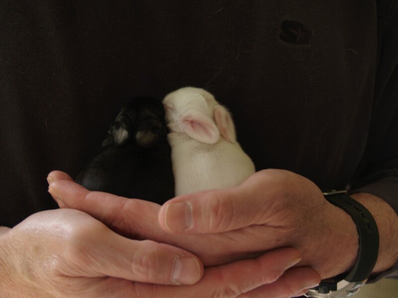 Two Baby Rabbits — Black