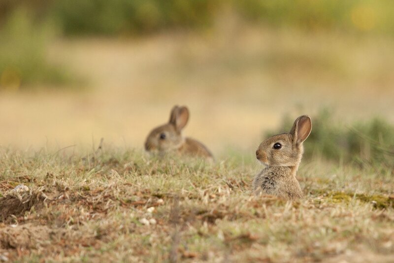 Two Baby Rabbits — Brown, Calm, Morning