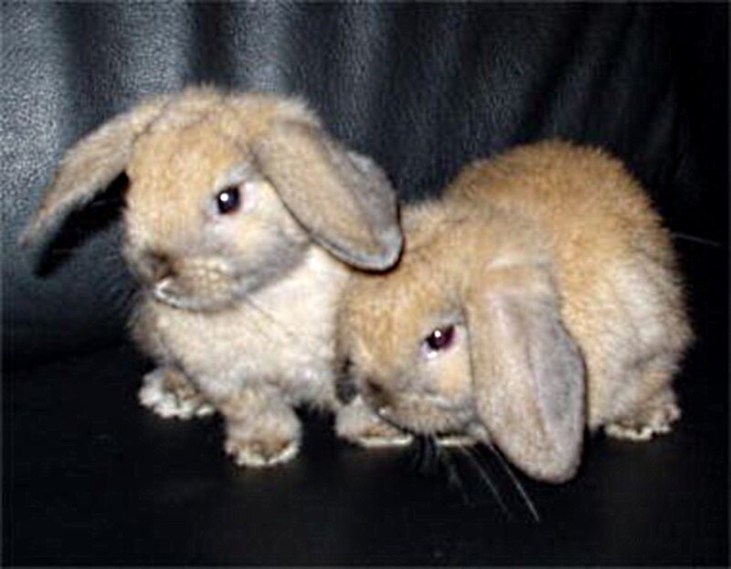 Two Baby Rabbits — Brown, Calm, Photograph, Black Surface