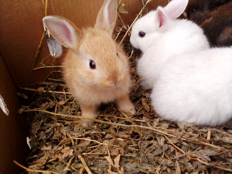 Two Baby Rabbits — Brown, Calm, Photograph