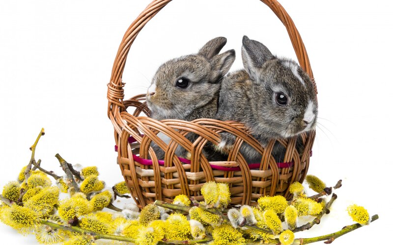 Two Baby Rabbits — Brown, Calm, Spring, Photograph