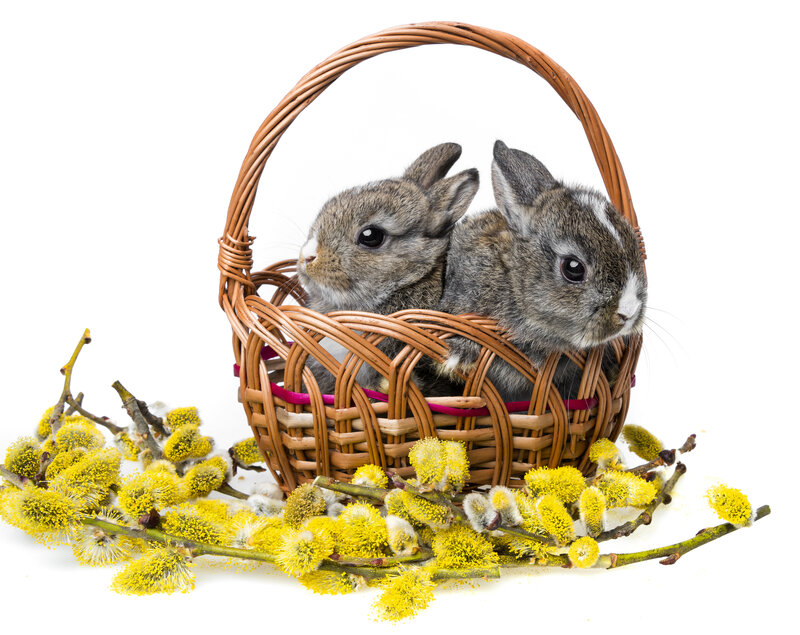 Two Baby Rabbits — Brown, Calm, Spring
