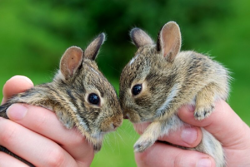 Two Baby Rabbits — Brown, Calm
