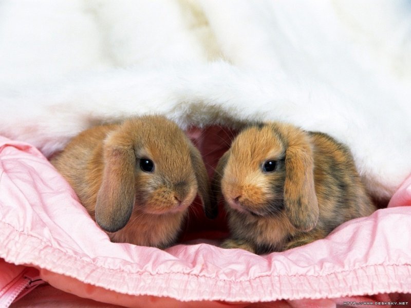 Two Baby Rabbits — Brown
