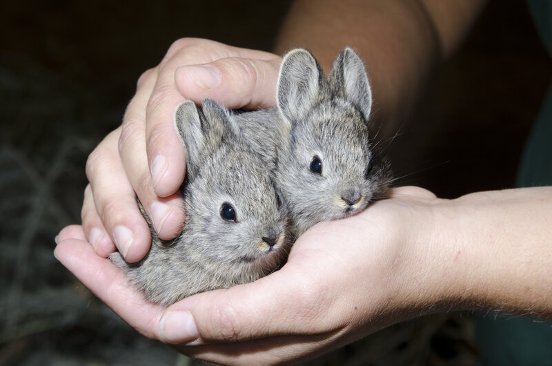 Two Baby Rabbits — Gray