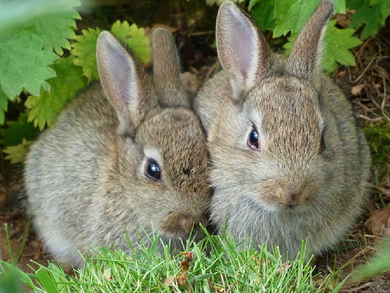 Two Baby Rabbits — Green, Calm