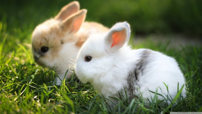 Two Baby Rabbits — Green, Peaceful, Afternoon, Photograph, Grass, Sunlight